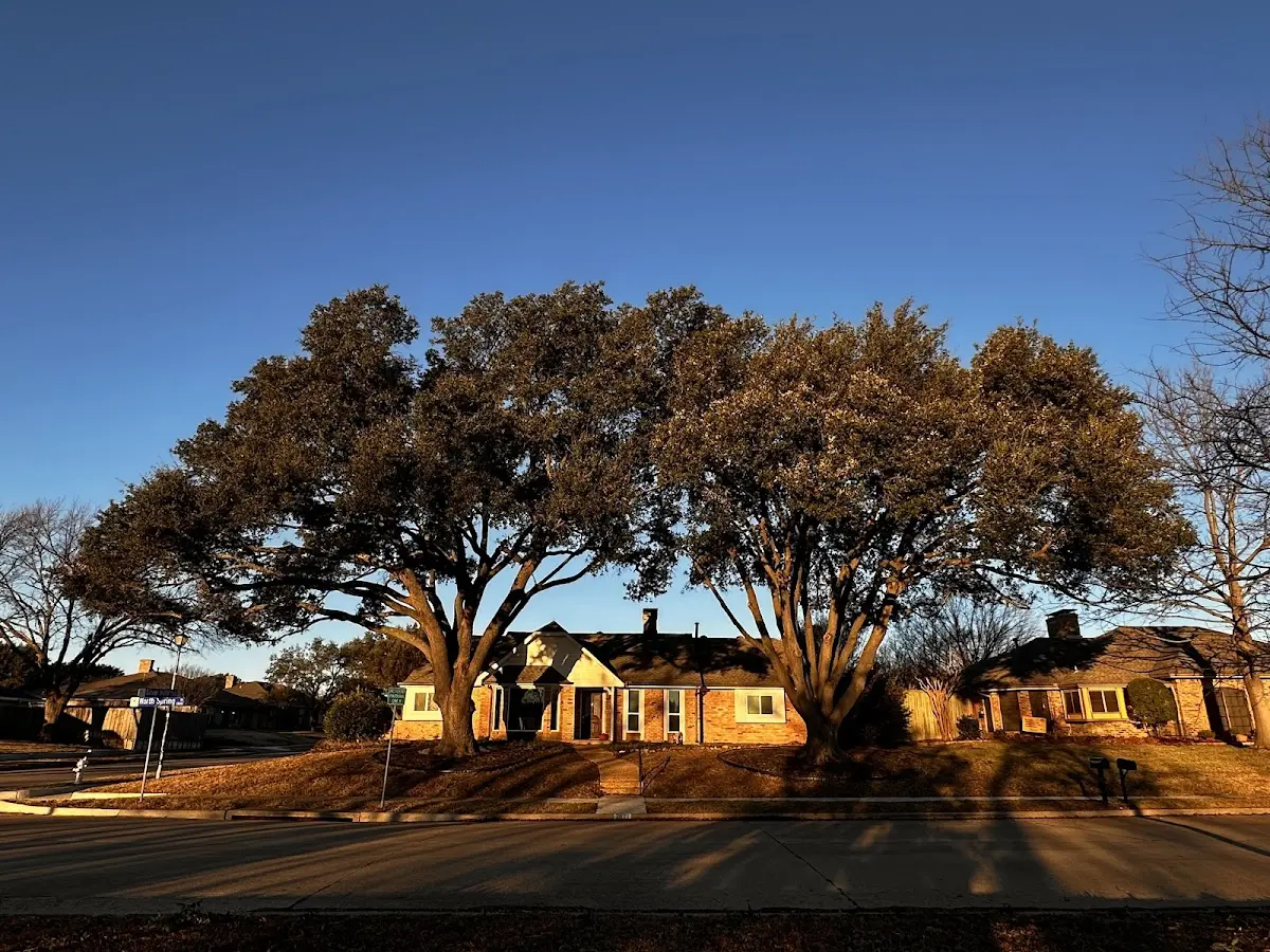 Established residential canopy tree shading a home in Niobrara